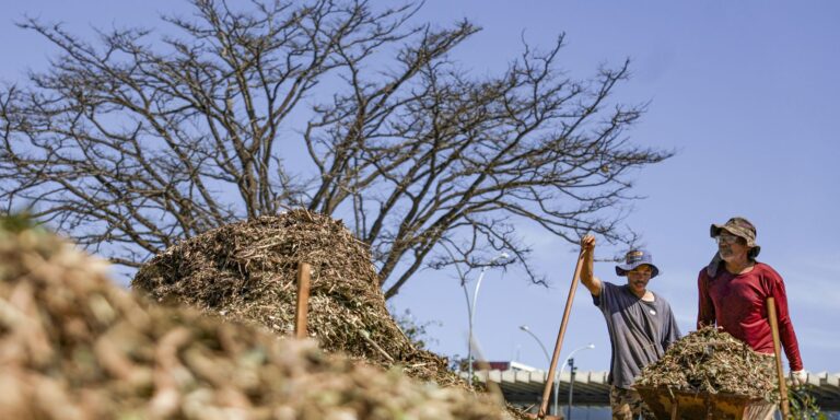 Sistemas agroecológicos de quatro biomas são criados em Brasília sistemas-agroecologicos-de-quatro-biomas-sao-criados-em-brasilia