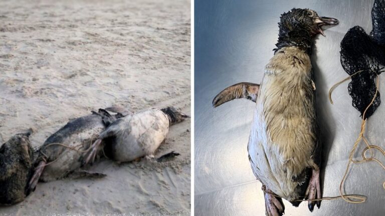 Pinguins são encontrados amarrados a pedra e com sinais de violência em Itapema