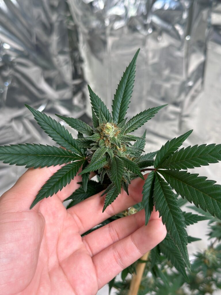 Cannabis medicinal, saúde pública e acesso ao tratamento serão tema de seminário gratuito em Balneário Camboriú (SC)