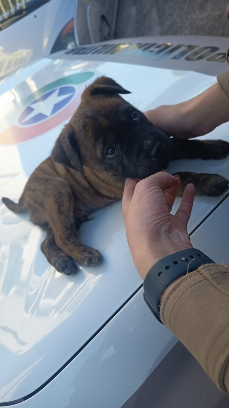 POLÍCIA MILITAR ATENDE OCORRÊNCIA DE MAUS-TRATOS A FILHOTE DE CACHORRO EM CAMBORIÚ