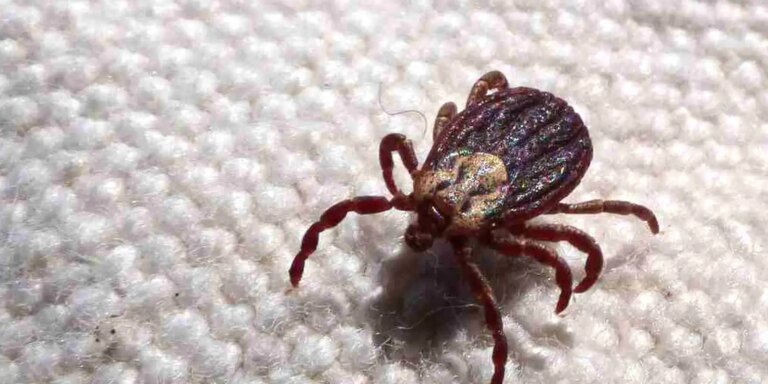 sp-registra-18-mortes-por-febre-maculosa-em-19-casos-confirmados