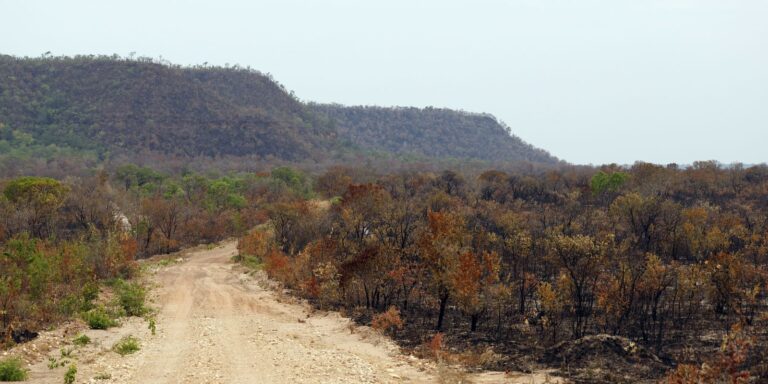 Mapbiomas: menor vegetação nativa expõe mais o país ao El Niño mapbiomas:-menor-vegetacao-nativa-expoe-mais-o-pais-ao-el-nino