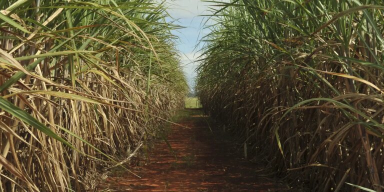 safra-de-cana-de-acucar-deve-crescer-4,7%-em-relacao-ao-ano-de-2025