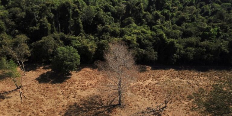Depois da COP17, Brasil é cobrado a efetivar metas de restauração depois-da-cop17,-brasil-e-cobrado-a-efetivar-metas-de-restauracao