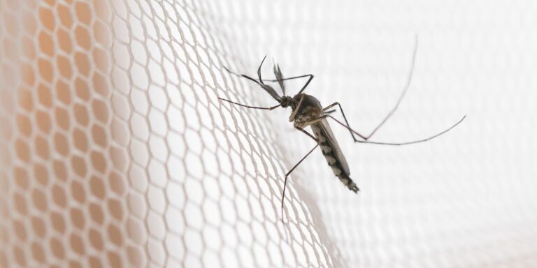 Cidades do noroeste de SP têm maior incidência de casos de dengue cidades-do-noroeste-de-sp-tem-maior-incidencia-de-casos-de-dengue