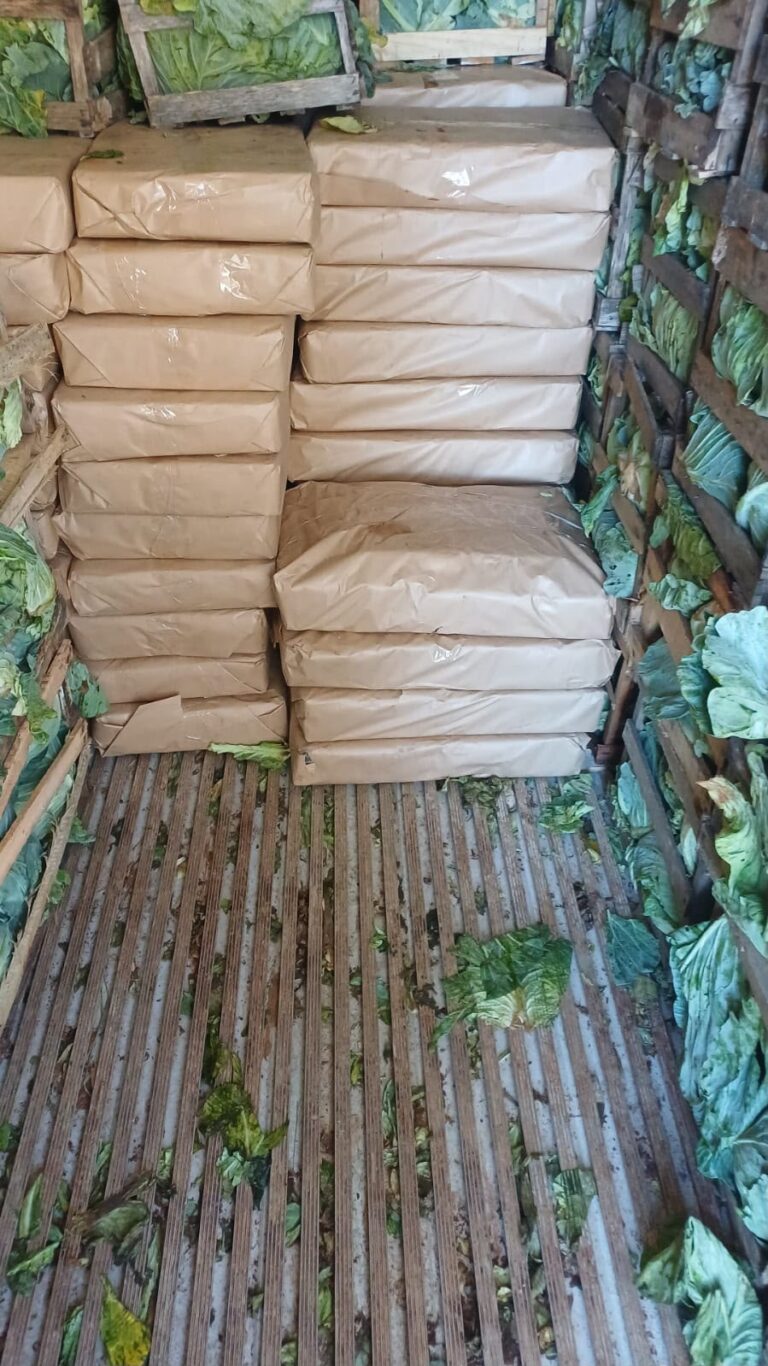 quase-2,5-toneladas-de-maconha-sao-encontradas-escondidas-em-carga-de-repolho-na-br-280