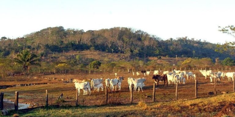 Agropecuária ocupa territórios próximos aos preservados na Amazônia agropecuaria-ocupa-territorios-proximos-aos-preservados-na-amazonia