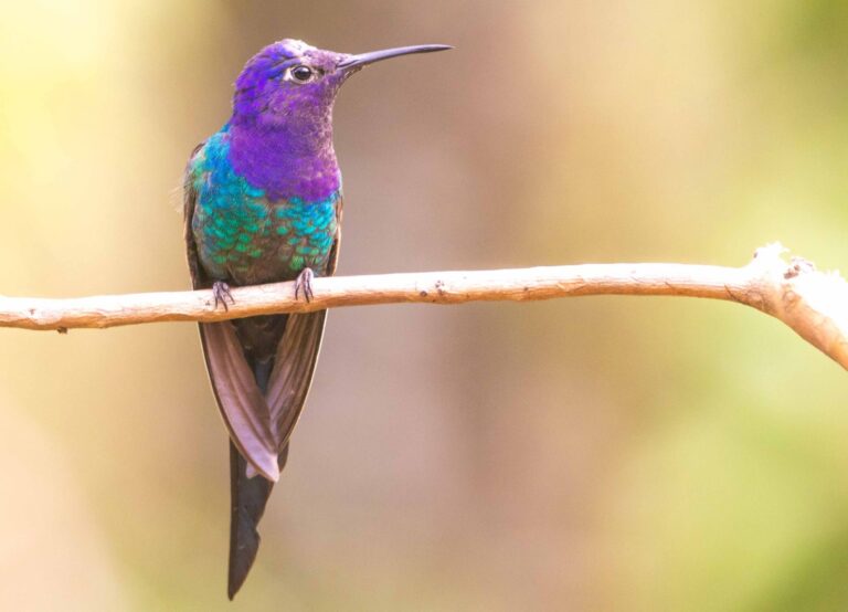 festival-do-beija-flor-oferece-atividades-gratuitas-de-observacao-de-aves-em-itapema